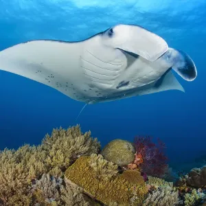 Reef manta swimming near coral reef with Cleaner wrasse Reef manta swimming near coral reef with Cleaner wrasse