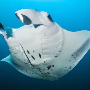 Reef Manta Print - Mobula alfredi in Open Water