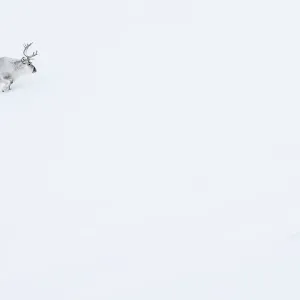 RF - Reindeer (Rangifer tarandus) walking up slope in snow. Svalbard, Norway, April. (This image may be licensed either as rights managed or royalty free.) RF - Reindeer (Rangifer tarandus) walking up slope in snow. Svalbard, Norway, April. (This image may be licensed either as rights managed or royalty free.)
