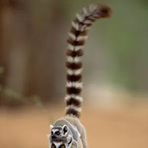 RF- Ring tailed lemur carrying young (Lemur catta). Madagascar