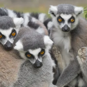 RF - Ring-tailed lemur (Lemur catta) group huddled together. Captive