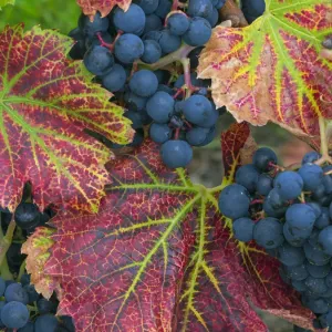 Regent Grapes Print with Autumn Leaves Regent Grapes Print with Autumn Leaves