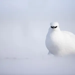 RF - Rock ptarmigan (Lagopus mutus) in winter plumage, on snow, Svalbard, Norway. April. (This image may be licensed either as rights managed or royalty free.)