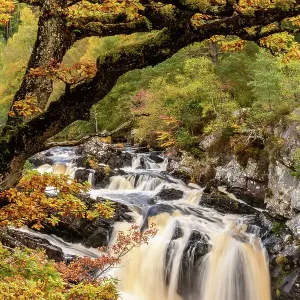 RF - Cascada de Rogie y bosque otoñal con roble común o roble pedunculado (Quercus robur). Bosque caledonio, Glen Reilig, Highlands escoceses. Escocia. Octubre. (Esta imagen puede estar licenciada como gestionada por derechos o gratuita.) RF - Cascada de Rogie y bosque otoñal con roble común o roble pedunculado (Quercus robur). Bosque caledonio, Glen Reilig, Highlands escoceses. Escocia. Octubre. (Esta imagen puede estar licenciada como gestionada por derechos o gratuita.)