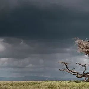RF - Ruppell's griffon vulture (Gyps rueppellii) drying its wings after a rain storm, perched on strangely gnarled tree (known locally as the Devil Tree'). Ngorongoro Conservation Area, Serengeti National Park, Tanzania. Digitally stitched image RF - Ruppell's griffon vulture (Gyps rueppellii) drying its wings after a rain storm, perched on strangely gnarled tree (known locally as the Devil Tree'). Ngorongoro Conservation Area, Serengeti National Park, Tanzania. Digitally stitched image