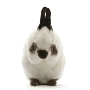 Sable-point rabbit print Sable-point rabbit print