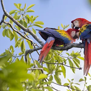 RF - Scarlet macaw (Ara macao) pair preening, Osa Peninsula, Costa Rica