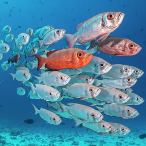 Crescent-tail bigeye school print on coral reef Crescent-tail bigeye school print on coral reef