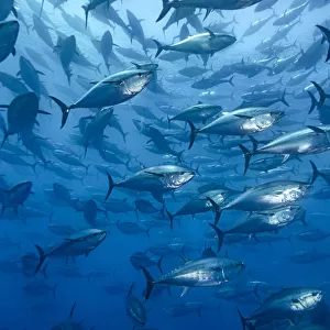 RF - School of large Atlantic bluefin tuna (Thunnus thynnus) captive in a growing pen