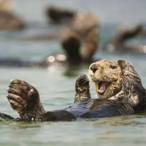 RF - Sea otter (Enhydra lutris) floating, California, USA, July