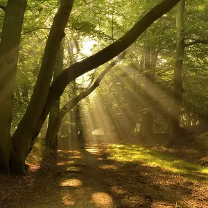 RF- Axe de lumière du soleil dans la forêt de hêtre en automne, Ashridge, Hertfordshire, UK. RF- Axe de lumière du soleil dans la forêt de hêtre en automne, Ashridge, Hertfordshire, UK.