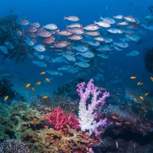 Pinjalo snappers swimming over soft corals Print Pinjalo snappers swimming over soft corals Print