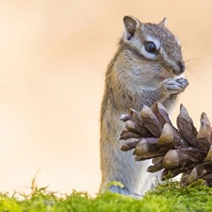 RF - Siberian chipmunk (Eutamias sibiricus) eating pinenuts from pine cone, living wild. Near Tilburg, the Netherlands. April. (This image may be licensed either as rights managed or royalty free. )