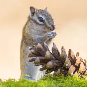 RF - Siberian chipmunk (Eutamias sibiricus) eating pinenuts from pine cone, living wild. Near Tilburg, the Netherlands. April. (This image may be licensed either as rights managed or royalty free. ) RF - Siberian chipmunk (Eutamias sibiricus) eating pinenuts from pine cone, living wild. Near Tilburg, the Netherlands. April. (This image may be licensed either as rights managed or royalty free. )