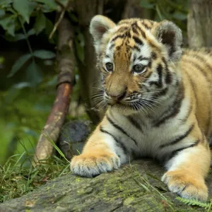 RF- Siberian tiger (Panthera tigris altaica) young cub, lying down, looking away, captive