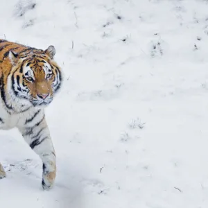 RF - Siberian tiger (Panthera tigris altaica) in snow, captive