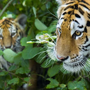 RF - Siberian tiger (Panthera tigris altaica) female, with cub peering through vegetation