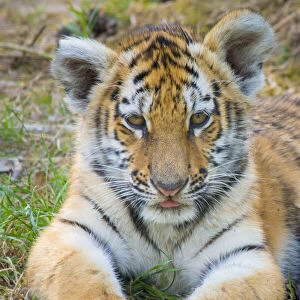 RF - Siberian tiger (Panthera tigris altaica) cub, age 3 months. Captive