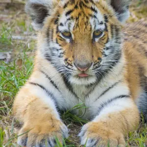 RF - Siberian tiger (Panthera tigris altaica) cub, age 3 months. Captive RF - Siberian tiger (Panthera tigris altaica) cub, age 3 months. Captive