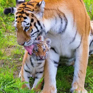 RF - Siberian tiger (Panthera tigris altaica) female grooming cub age three months, captive. (This image may be licensed either as rights managed or royalty free.) RF - Siberian tiger (Panthera tigris altaica) female grooming cub age three months, captive. (This image may be licensed either as rights managed or royalty free.)