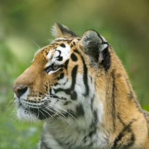 RF - Siberian tiger (Panthera tigris tigris). Captive