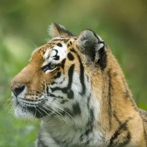 Captive Siberian Tiger Print Captive Siberian Tiger Print