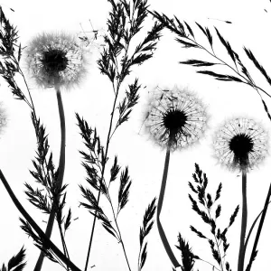 RF - Silhouettes of Dandelion (Taraxacum officinale) seed heads and grasses, England, UK