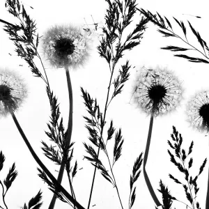 Rf - Schatten von Sonnenscheiben (Taraxacum officinale) Samenschalen und Gräsern aus England Rf - Schatten von Sonnenscheiben (Taraxacum officinale) Samenschalen und Gräsern aus England