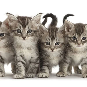 RF - Five silver tabby kittens standing in a row