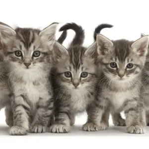 Silver Tabby Kitten Print Silver Tabby Kitten Print