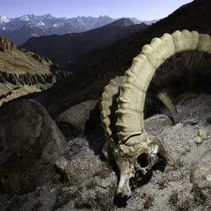 RF - Cráneo de un macho ibex himalayo (Capra sibirica) (matado por un leopardo de nieve) yacente. RF - Cráneo de un macho ibex himalayo (Capra sibirica) (matado por un leopardo de nieve) yacente.