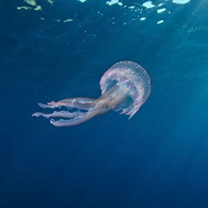RF- Small jellyfish (Pelagia noctiluca) swimming beneath surface