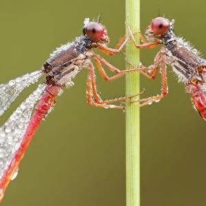 RF- Two Small red damselflies (Ceriagrion tenellum) covered in morning dew. Arne