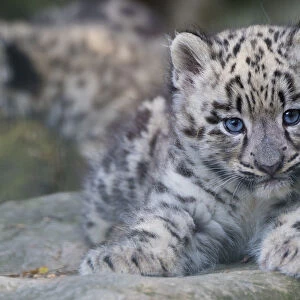 RF - Snow leopard (Panthera uncia) cub age three months, captive