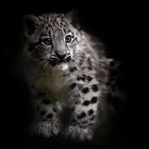 RF - Snow leopard (Panthera uncia) cub age three months, captive