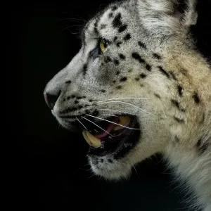 RF - Snow leopard (Panthera uncia) female, captive