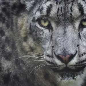 Snow leopard portrait print