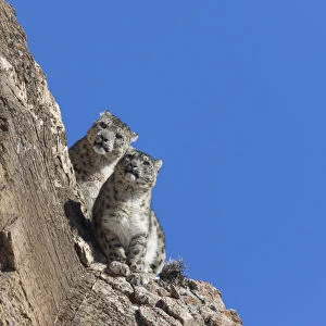RF-Snow leopard (Uncia uncia) pair sitting on ledge of rockface