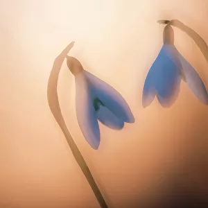 RF - Snowdrop (Galanthus nivalis), two at sunset, double exposure. Cornwall, England, UK. February. (This image may be licensed either as rights managed or royalty free.)
