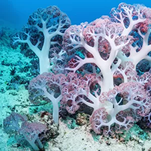 RF - Soft coral (Dendronephthya sp. ) growing on sea bed. West Papua, Indonesia