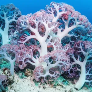 Soft Coral Print - West Papua Sea Bed Scene Soft Coral Print - West Papua Sea Bed Scene