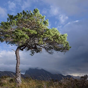 RF - Solitary Scots pine (Pinus sylvestris) lit by strobe, Torridon, Wester Ross