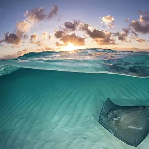 RF - Southern stingray (Dasyatis americana) swimming over sand in shallow water at dawn, Cayman Islands, Caribbean Sea