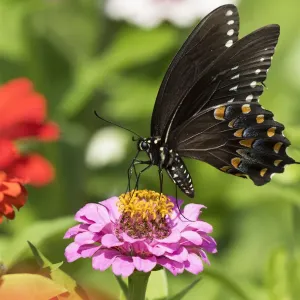RF - Spicebush swallowtail butterfly (Papilio troilus) nectaring on Zinnia in farm garden RF - Spicebush swallowtail butterfly (Papilio troilus) nectaring on Zinnia in farm garden