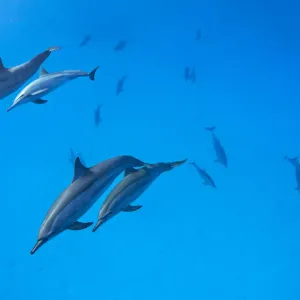 RF - Dauphins spinners (Stenella longirostris) en groupe nageant sur un lagon sablonneux peu profond. RF - Dauphins spinners (Stenella longirostris) en groupe nageant sur un lagon sablonneux peu profond.