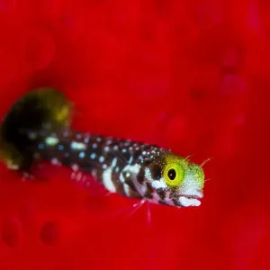 RF Spinyhead Blenny Print RF Spinyhead Blenny Print