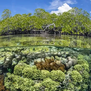 RF - Photo de niveau split d'une scène de mangrove, avec des coraux durs (y compris Goniopora sp). RF - Photo de niveau split d'une scène de mangrove, avec des coraux durs (y compris Goniopora sp).