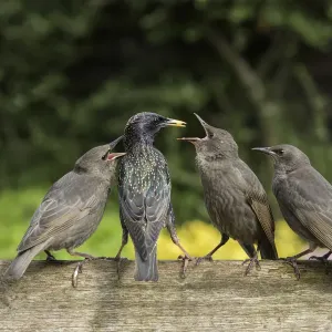 RF Starling Print: Urban Garden Scene RF Starling Print: Urban Garden Scene