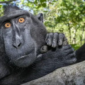 RF - Macaca nera di Sulawesi (Macaca nigra) maschio in riposo nella foresta. Parco nazionale di Tangkoko, Sulawesi, Indonesia. (Questa immagine può essere licenziata come gestita dai diritti o a pagamento.) RF - Macaca nera di Sulawesi (Macaca nigra) maschio in riposo nella foresta. Parco nazionale di Tangkoko, Sulawesi, Indonesia. (Questa immagine può essere licenziata come gestita dai diritti o a pagamento.)