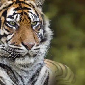 RF - Sumatran tiger (Panthera tigris sondaica). Captive RF - Sumatran tiger (Panthera tigris sondaica). Captive